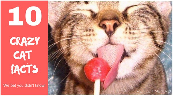 10 Crazy Cat Facts - Pet Friendly Holiday Accommodation ...