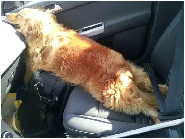 how long can a dog travel in a car